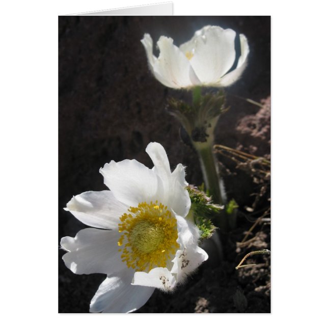 「シャスタ」 (正面)