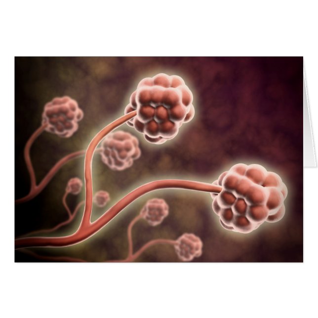 シャタルムの顕微鏡的見解 (正面横)