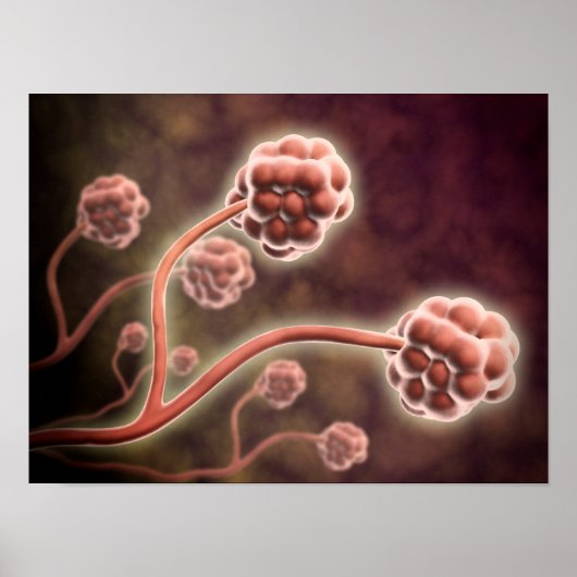 シャタルムの顕微鏡的見解 ポスター (正面)