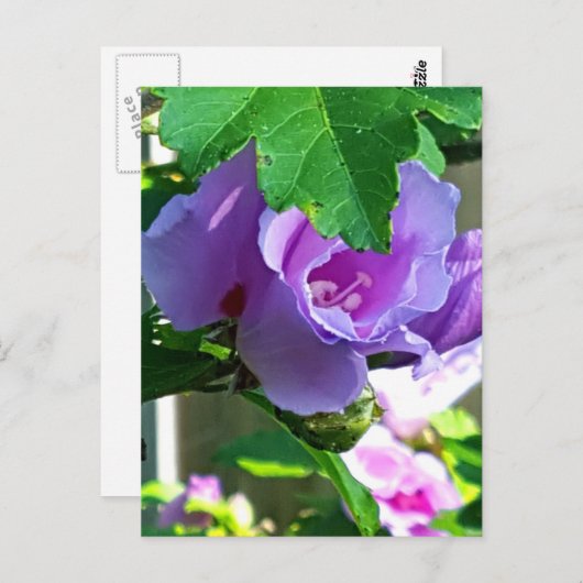 シャダンローズまたはハイビスカス・シリアカス ポストカード (正面/裏面)