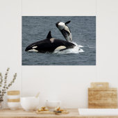 シャチがジャンプする ポスター (キッチン)