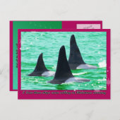 シャチのクジラはクリスマスの休日の航行を来ます シーズンポストカード (正面/裏面)