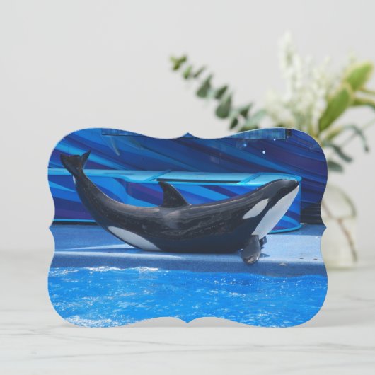 シャチのクジラ 招待状 (スタンド正面)