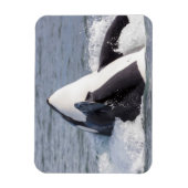 シャチの飛沫 マグネット (縦)