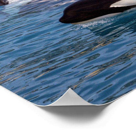 シャチ3頭 ポスター (角)