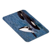 シャチ3頭 マグネット (右側)