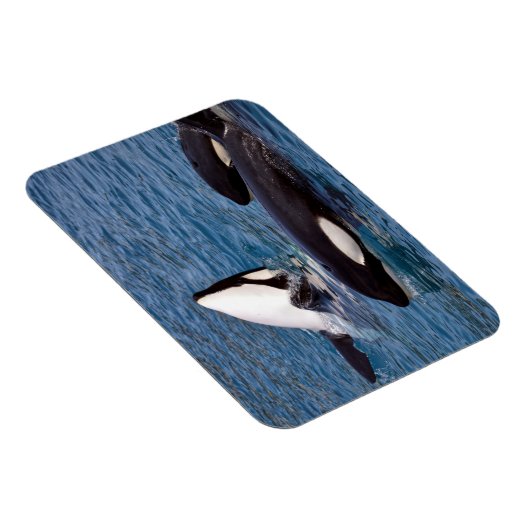 シャチ3頭 マグネット (右側)