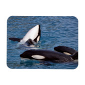 シャチ3頭 マグネット (横)