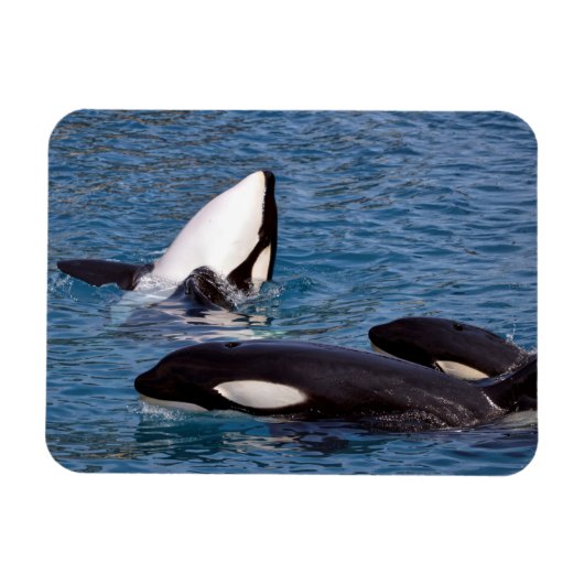 シャチ3頭 マグネット (横)