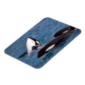 シャチ3頭 マグネット (左側)