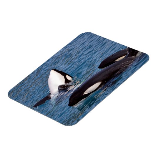 シャチ3頭 マグネット (左側)