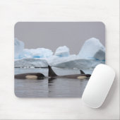 シャチ、オルキヌス・オルカ、群れ マウスパッド (マウス)