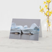 シャチ(シャチ)、Orcinusのシャチ、ポッド カード (黄色い花)