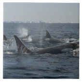 シャチ タイル (正面)