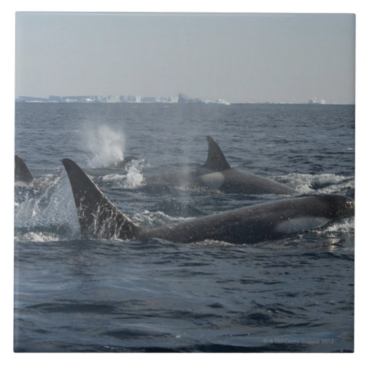 シャチ タイル (正面)