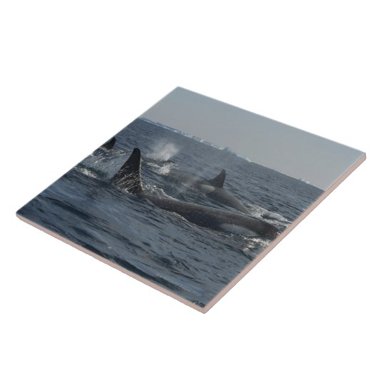 シャチ タイル (側面)