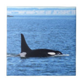 シャチ タイル (正面)