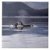 シャチ タイル (正面)