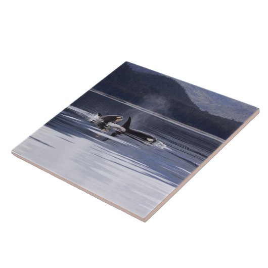 シャチ タイル (側面)