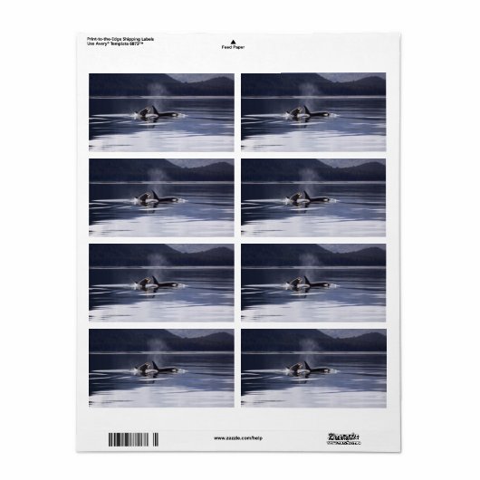 シャチ ラベル (フルシート)