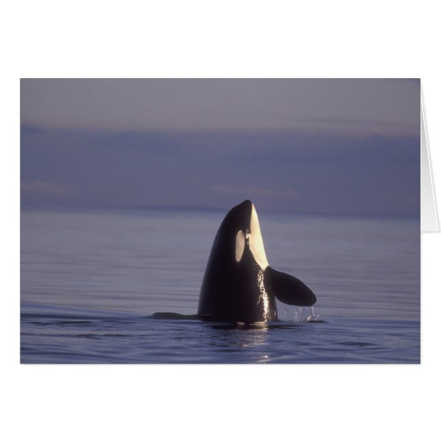 シャチ（Orcinus orca）のスパイホップ (正面横)