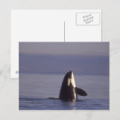 シャチ(Orcinus orca)のスパイホップ、近くで ポストカード (正面/裏面)