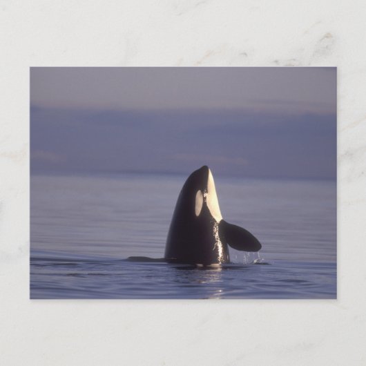 シャチ(Orcinus orca)のスパイホップ、近くで ポストカード (正面)