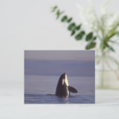 シャチ(Orcinus orca)のスパイホップ、近くで ポストカード (スタンド正面)