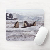 シャチSpyhopping Mouspad マウスパッド (マウス)