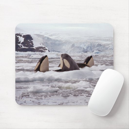 シャチSpyhopping Mouspad マウスパッド (マウス)