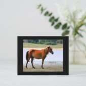 シャックレフォードバンクス馬はがき ポストカード (スタンド正面)