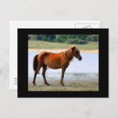 シャックレフォードバンクス馬はがき ポストカード (正面/裏面)