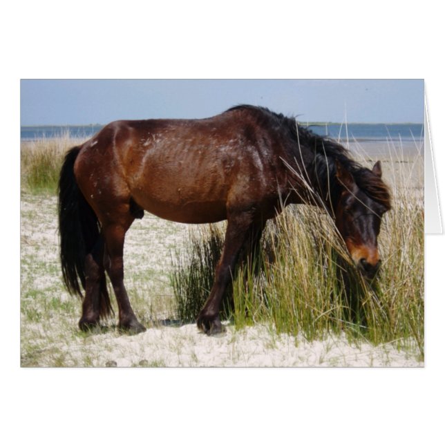 シャックレフォードバンクWIldホース空白のカード (正面横)