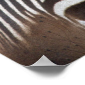 シャップマンのゼブラのポスター ポスター (角)