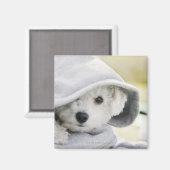 シャツのフードを着た白い犬 マグネット (正面/裏面)