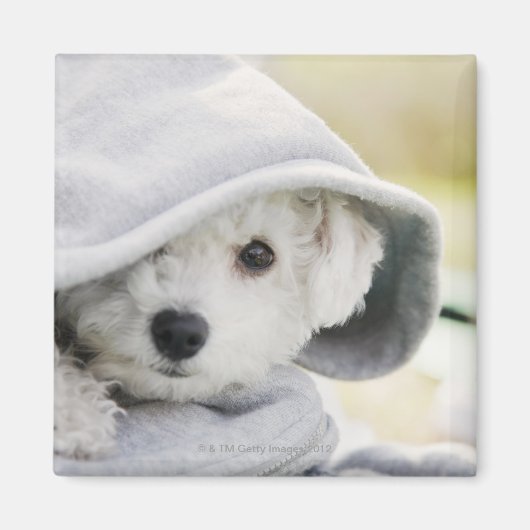 シャツのフードを着た白い犬 マグネット (正面)