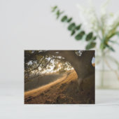 シャディ・オークとカリフォルニアのサスネ葉書 ポストカード (スタンド正面)