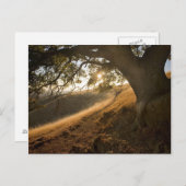 シャディ・オークとカリフォルニアのサスネ葉書 ポストカード (正面/裏面)