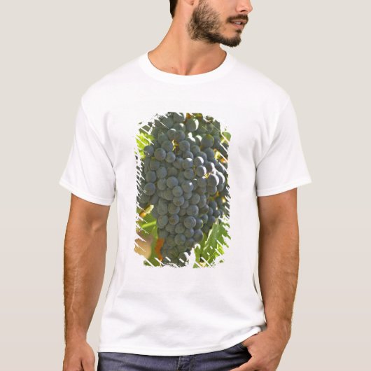 シャトーにあるカベルネ・ソーヴィニヨンの房 Tシャツ (正面)
