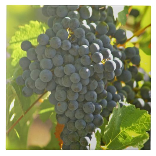 シャトーのカベルネ·ソーヴィニョン·ブドウの房 タイル (正面)