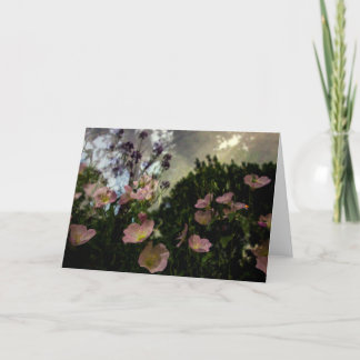 シャドウ·カードの開花 カード