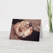 シャドーアリゾナ写真と石化された木材ログ カード (正面)