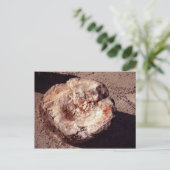 シャドーアリゾナ写真と石化された木材ログ ポストカード (スタンド正面)