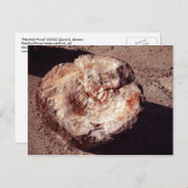 シャドーアリゾナ写真と石化された木材ログ ポストカード (正面/裏面)