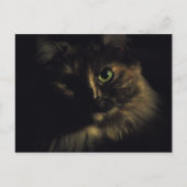 シャドーキャットアート写真グリーンアイズ子猫 ポストカード (正面)