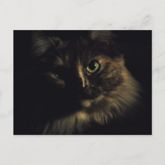 シャドーキャットアート写真グリーンアイズ子猫 ポストカード (正面)