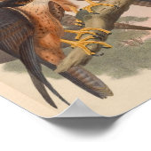 シャヒーン《鳥》ハヤブサバードヴィンテージアートプリント ポスター (角)