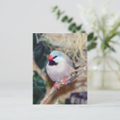 シャフト – テールフィンチ ポストカード (スタンド正面)