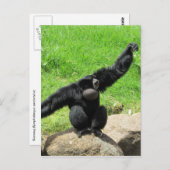 シャマン波 ポストカード (正面/裏面)