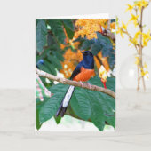 シャマ・ツラッシュ カード (黄色い花)